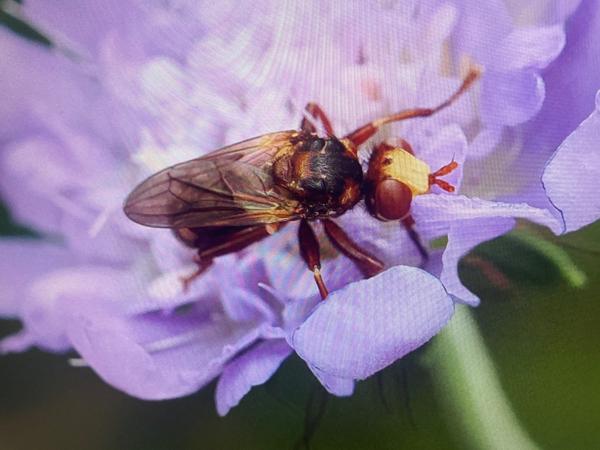 Roestbruine kromlijf (Sicus ferrugineus)
